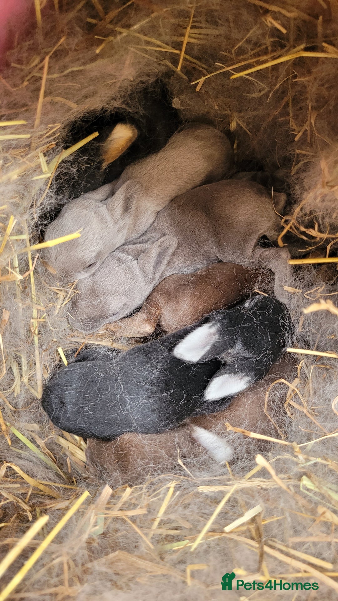 Rex rabbits for sale: Purebred Mini Rex babies - rainbow colours!  - Image 3