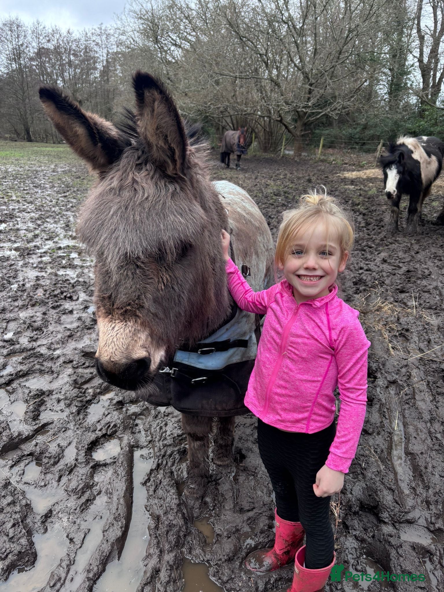 Donkey livestock 🌟Lovely 8yr Old Gelding Donkey–Seeking 5⭐ Home 🌟 - Advert 5