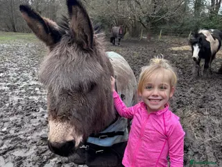 Donkey livestock 🌟Lovely 8yr Old Gelding Donkey–Seeking 5⭐ Home 🌟 - Advert 1