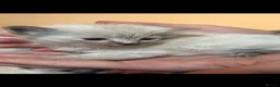 Mixed Breed cats for sale: Ragdoll x Maine coon kittens - Advert 25