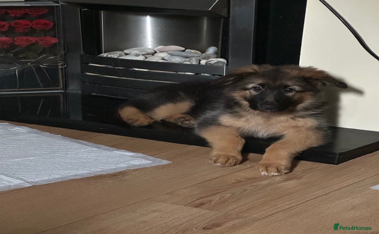 German Shepherd dogs - Advert 16
