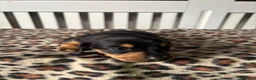 Miniature Dachshund dogs for sale: Miniature Dachshund Puppies in Houghton le Spring - Advert 5