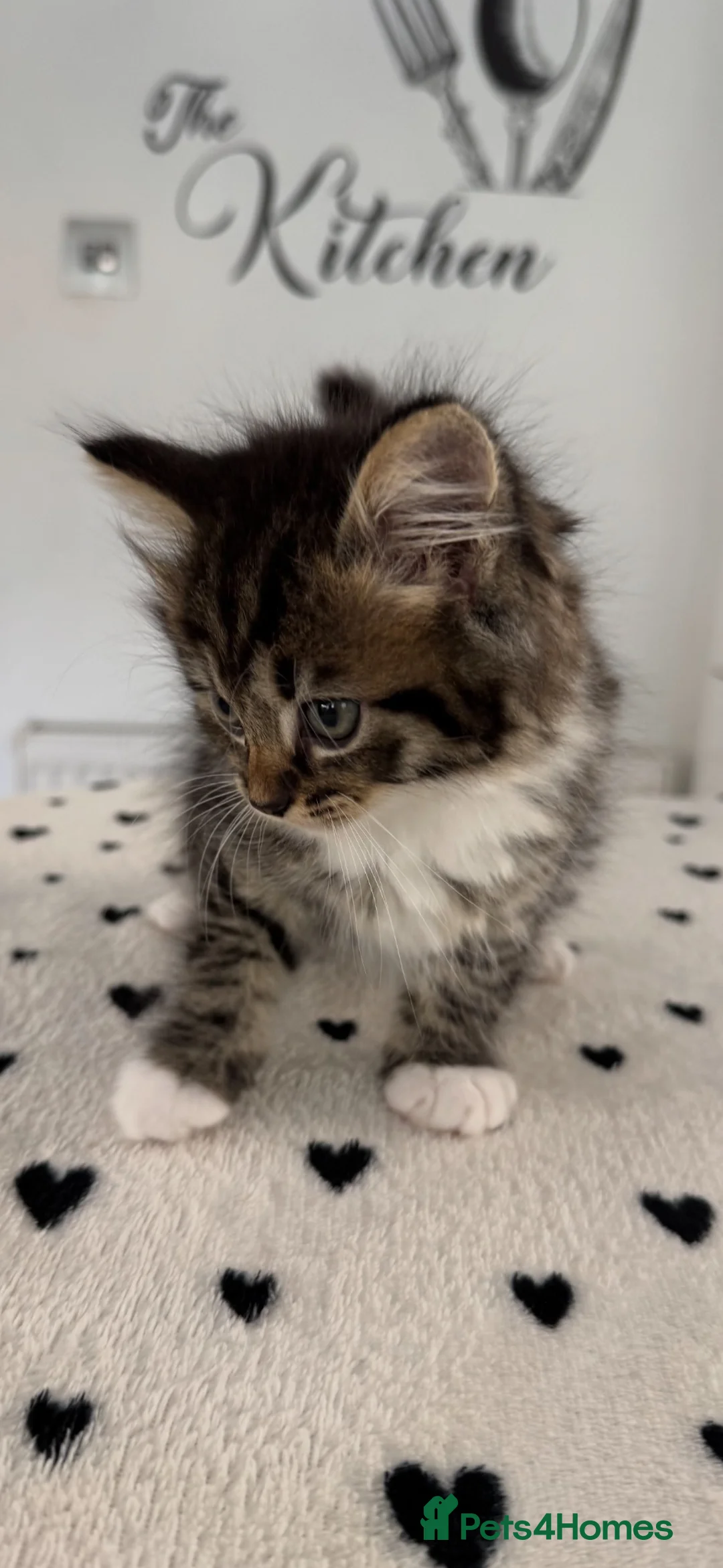 Mixed Breed cats for sale: RAGDOLL Mix stunning kittens!! - Advert 2