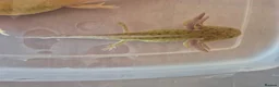 Axolotl reptiles for sale: Various axolotl juveniles available - Advert 6
