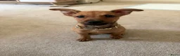 Mixed Breed dogs for sale: Jack Russel cross  in Maidstone - Advert 2