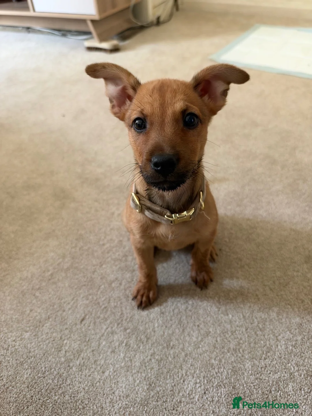 Mixed Breed dogs for sale: Jack Russel cross  in Maidstone - Advert 2