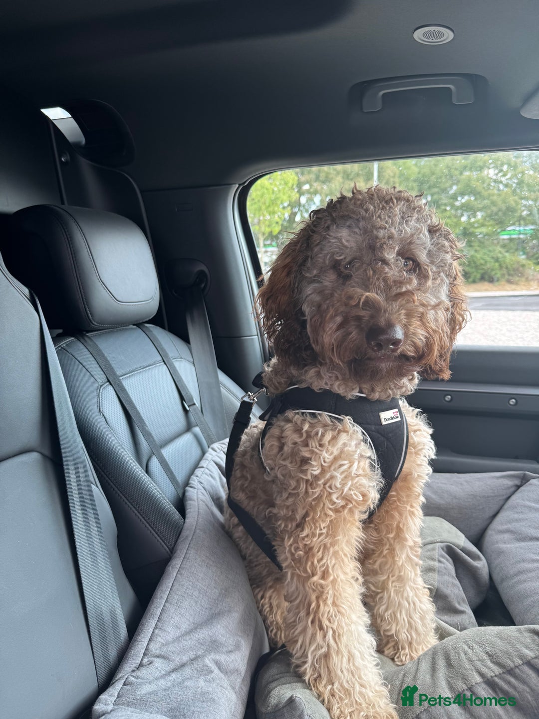 Labradoodle dogs for sale: * Choc & Tan Phantom F1B Male , please read ad * - Image 4