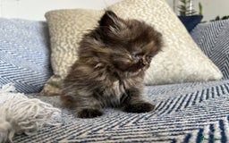 Persian cats for sale: Pure Persian kittens - Image 17