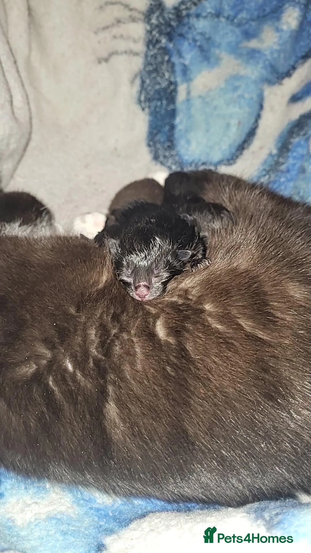 Mixed Breed cats for sale: Kittens  - Advert 1