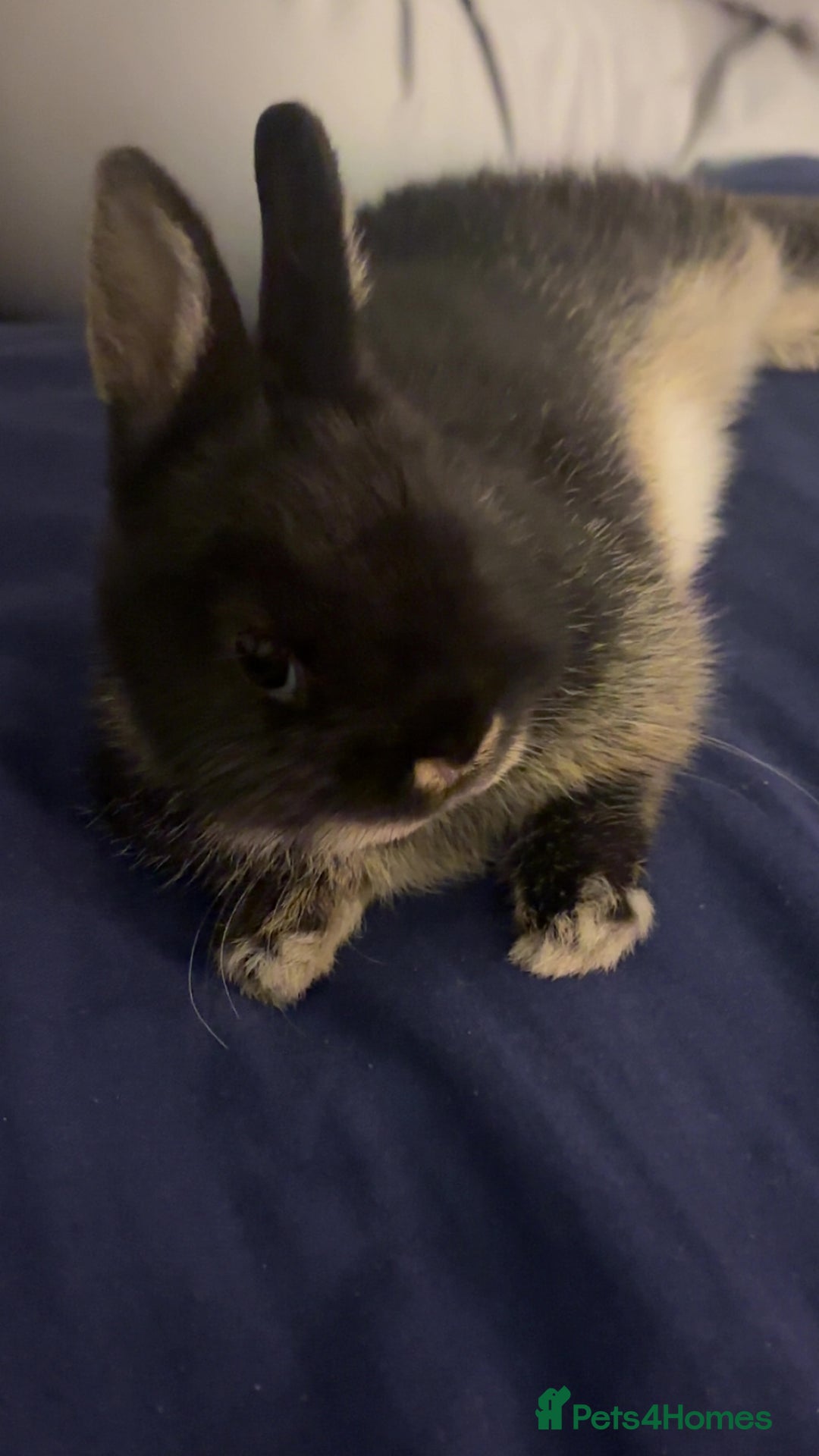 Netherland Dwarf rabbits for sale: Moo Netherland Dwarf Rabbit  - Advert 1