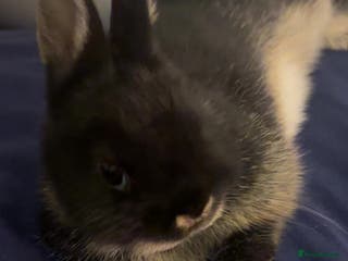 Netherland Dwarf rabbits Moo Netherland Dwarf Rabbit - Advert 10