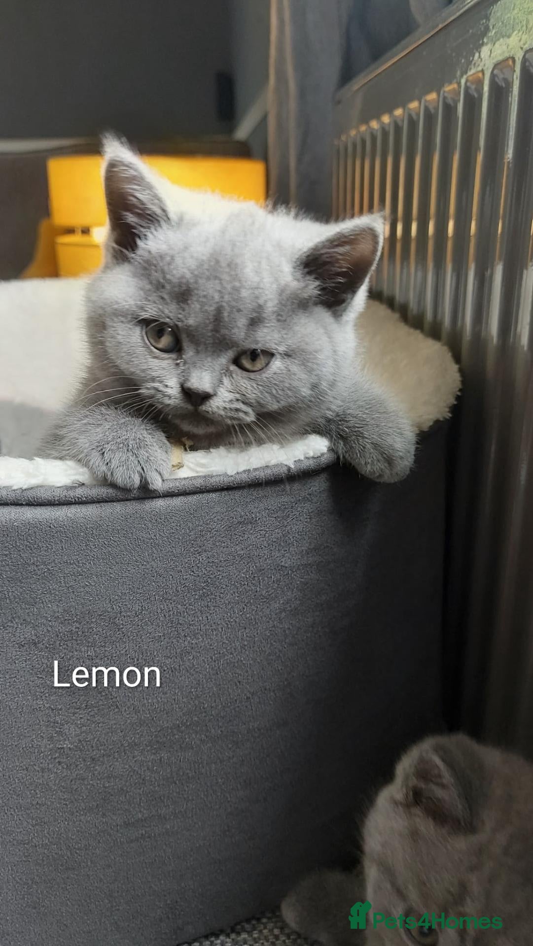 British Shorthair cats GCCF Pedigree British Shorthair Kittens - Advert 12