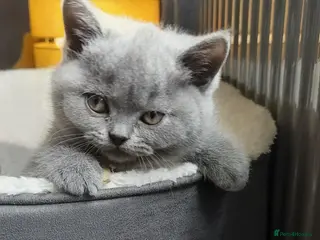 British Shorthair cats GCCF Pedigree British Shorthair Kittens - Advert 12