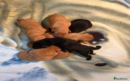 Labrador Retriever dogs for sale: Labrador  - Image 3