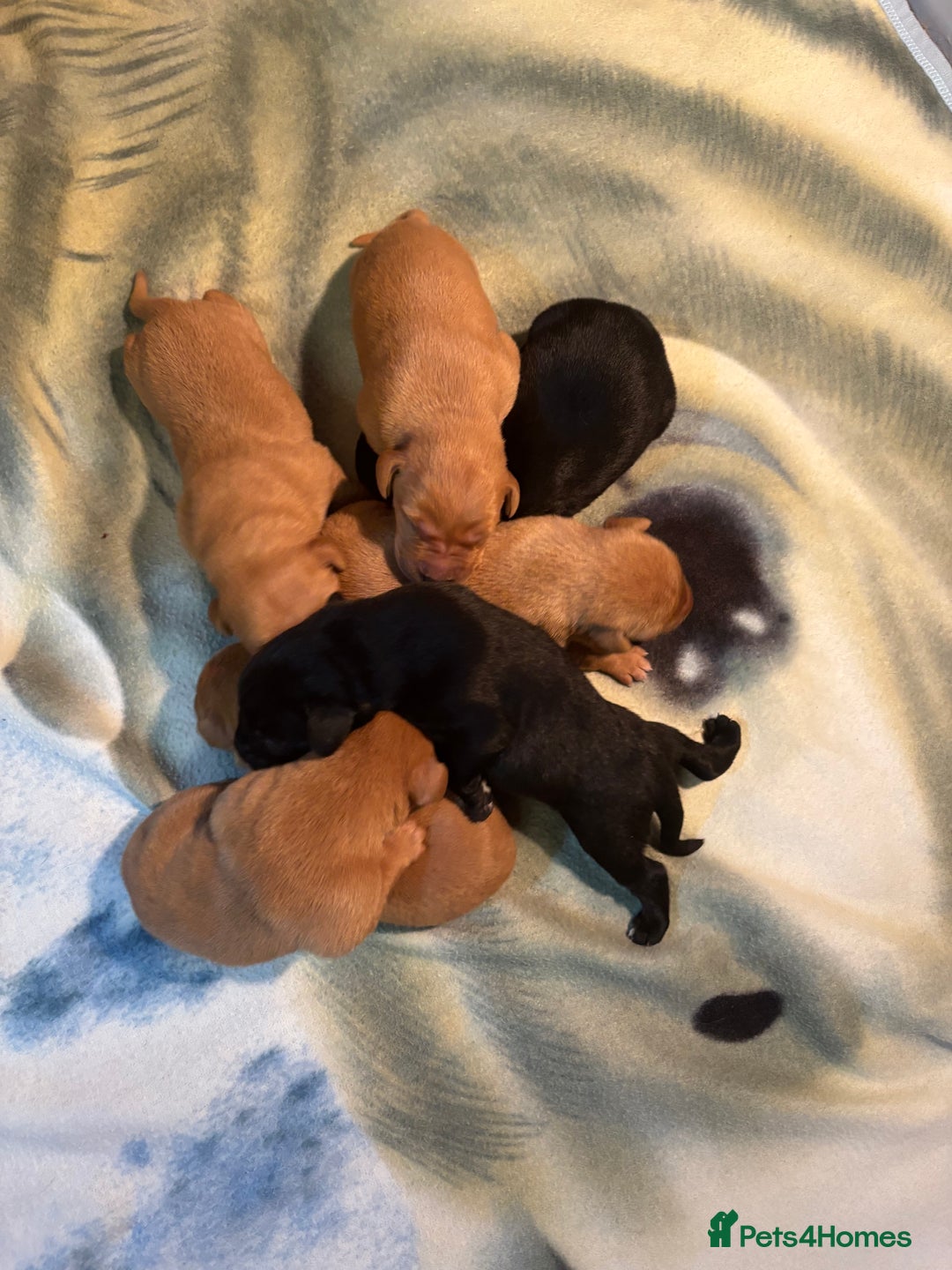 Labrador Retriever dogs for sale: Labrador  - Image 3