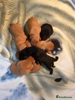 Labrador Retriever dogs Labrador - Advert 4