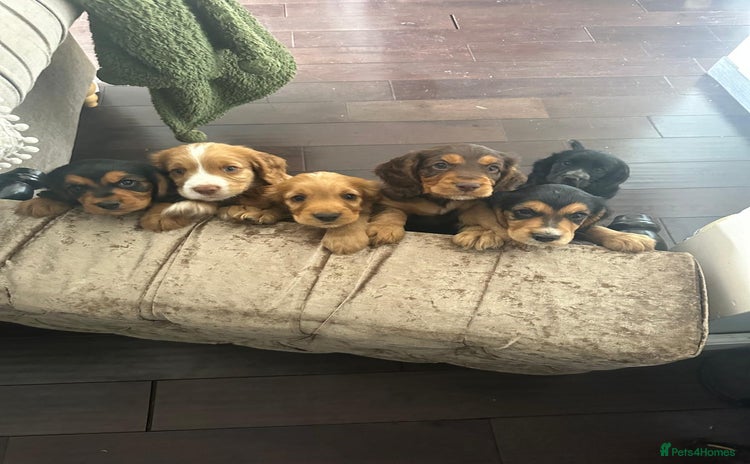 Cocker Spaniel dogs - Advert 8