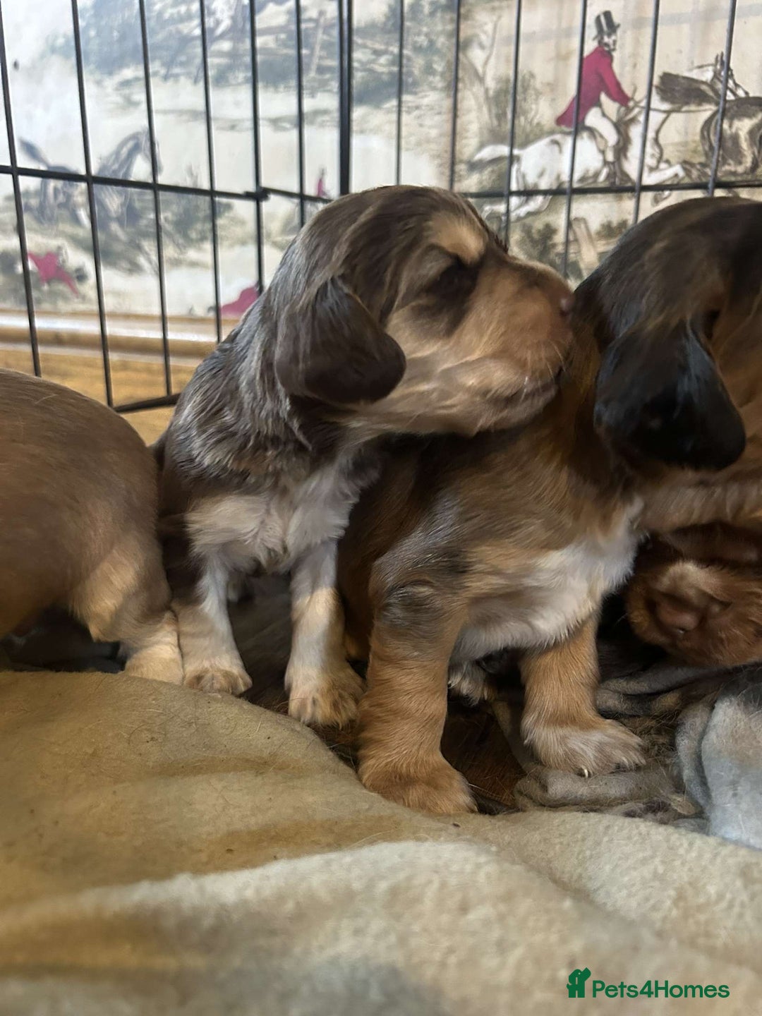 Cocker Spaniel dogs for sale: Cocker spaniel puppies for sale.  - Image 6
