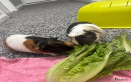 Guinea Pig rodents for sale: Four guinea pigs + full cage set up.  - Image 5