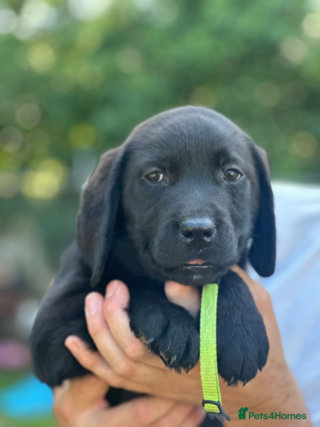 Labrador Retriever dogs for sale: Chunky show type Black Ladrador Puppies - Image 10