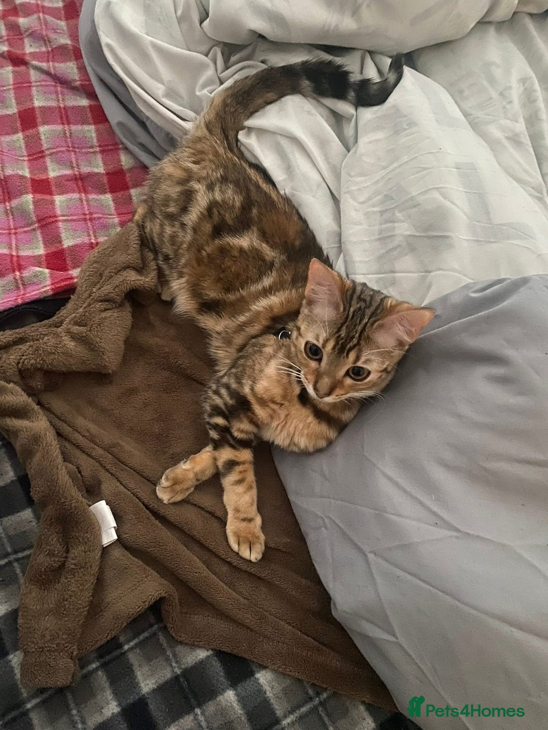 Bengal cats for sale: Bengal tabby cross  - Image 1