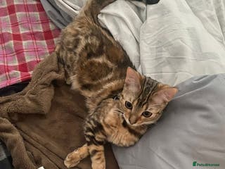 Bengal cats Bengal tabby cross - Advert 4