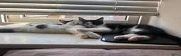 Mixed Breed cats for sale: lovely siblings male and female - Advert 6