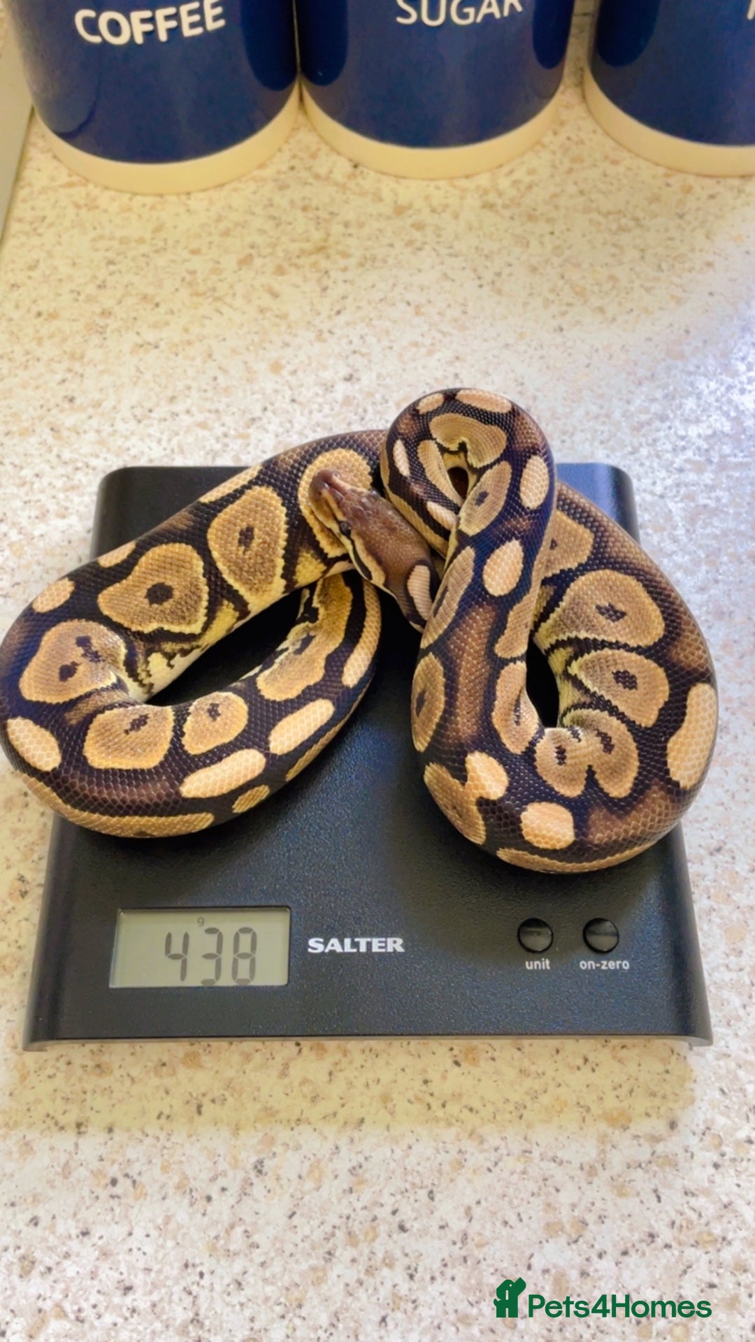Python Snake reptiles for sale: CB24 Royal Pythons for sale  in Walton-on-Thames - Image 2