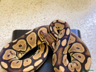 Python Snake reptiles in Walton-on-Thames - Advert 26