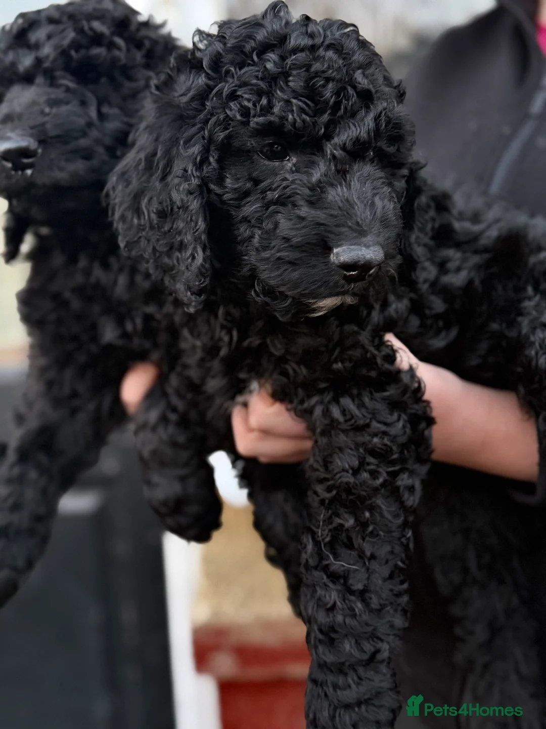 Goldendoodle dogs for sale: Female Goldendoodle Ready Now - Advert 7