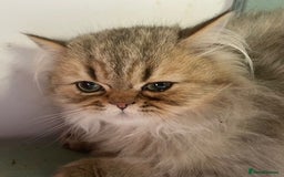Persian cats for sale: Pure Golden Chinchillas available - Image 4