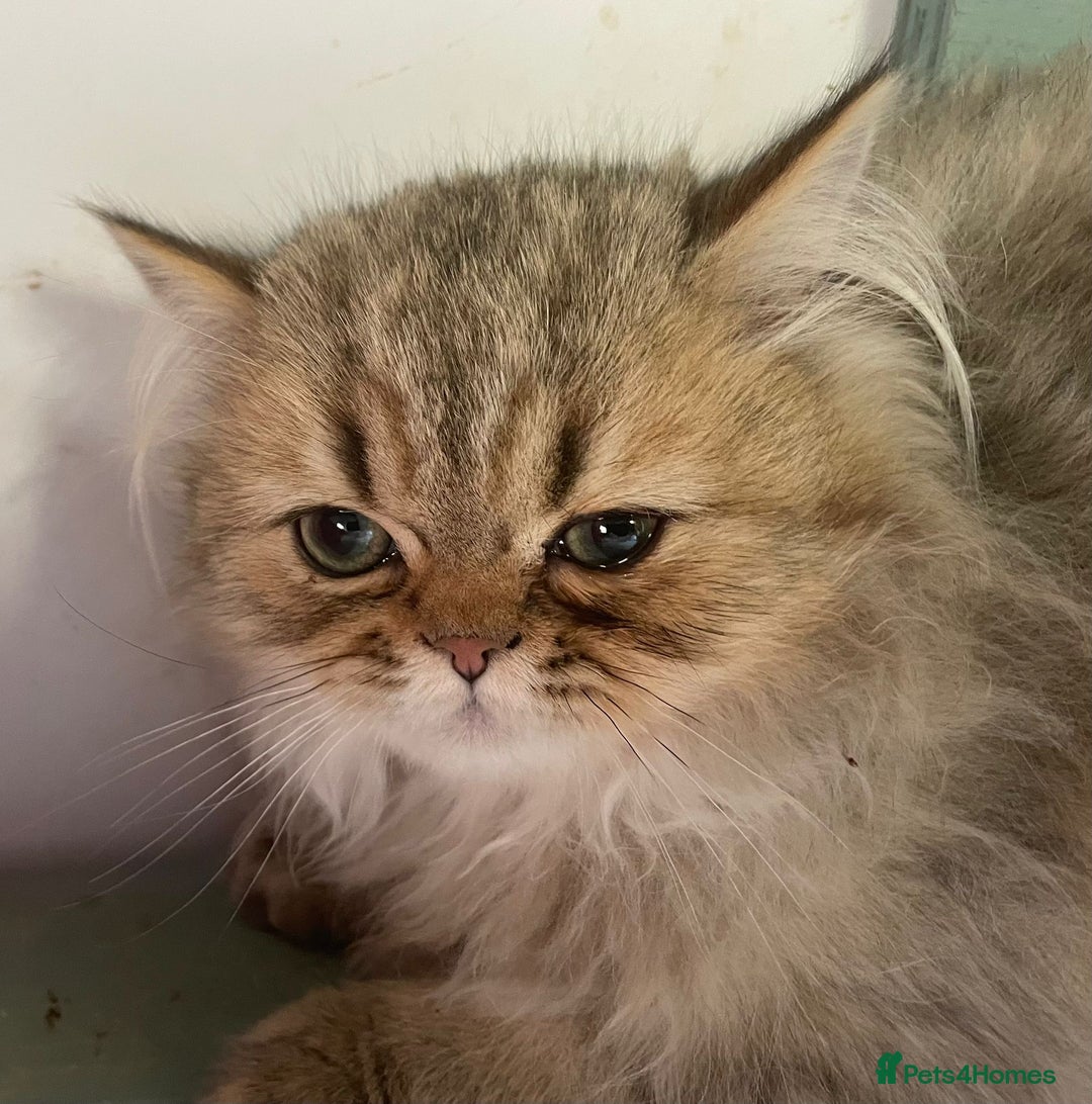 Persian cats for sale: Pure Golden Chinchillas available - Image 4