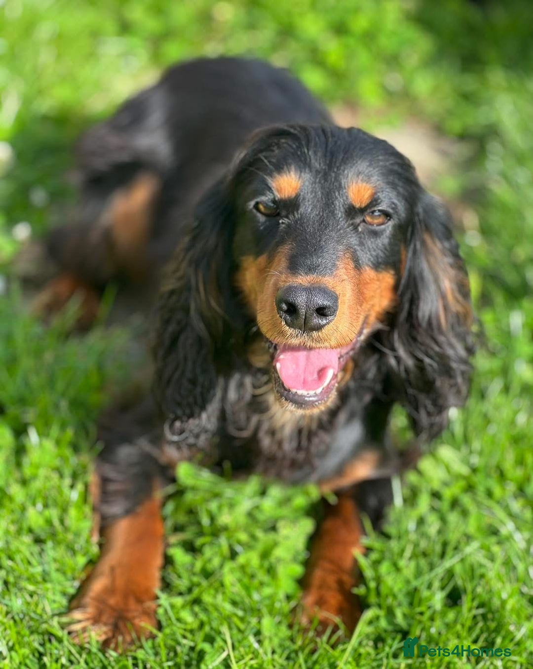 Cocker Spaniel dogs for sale: Champion bred working cocker spaniel - Image 2
