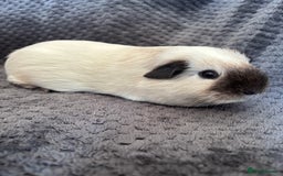 Guinea Pig rodents for sale: Male Californian guinea pig - Image 8