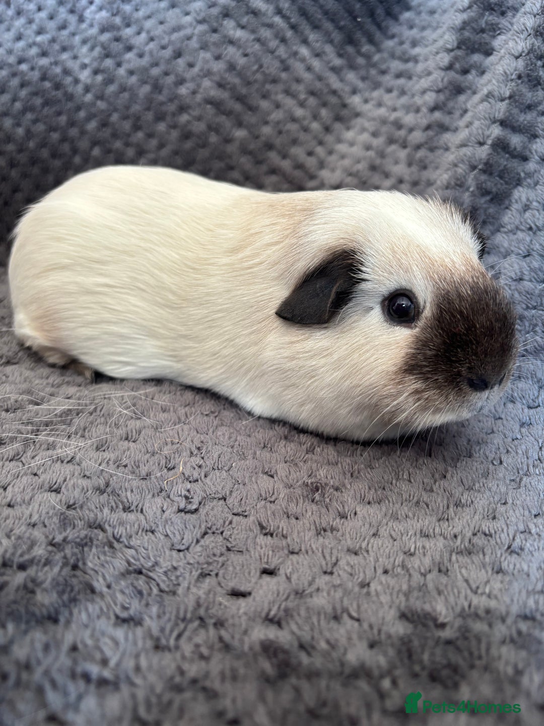 Guinea Pig rodents for sale: Male Californian guinea pig - Image 8