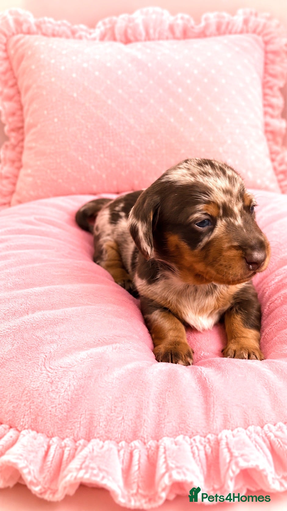 Miniature Dachshund dogs 5★ LICENSED BREEDER, KC registered, PRA clear  - Advert 2