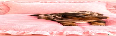 Miniature Dachshund 2