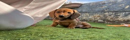 Miniature Dachshund dogs for sale: MAGNIFICENT LONG-HAIRED DACHSHUND PUPPIES - Advert 4