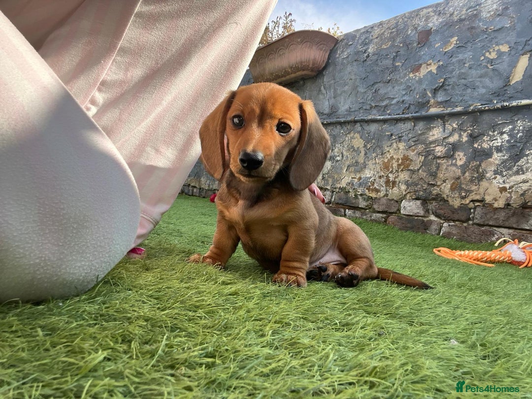 Miniature Dachshund dogs for sale: MAGNIFICENT LONG-HAIRED DACHSHUND PUPPIES - Advert 4