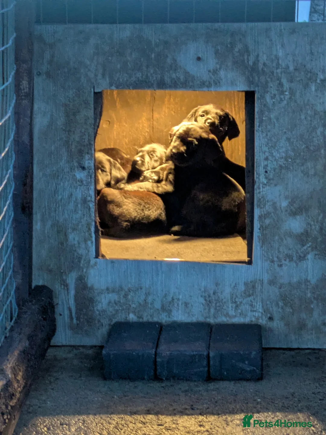 Labrador Retriever dogs for sale: KC reg health tested lab pups - Advert 2