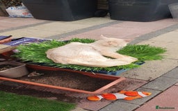 Maine Coon cats for sale: Beautifall Maine coon kittens - Advert 12