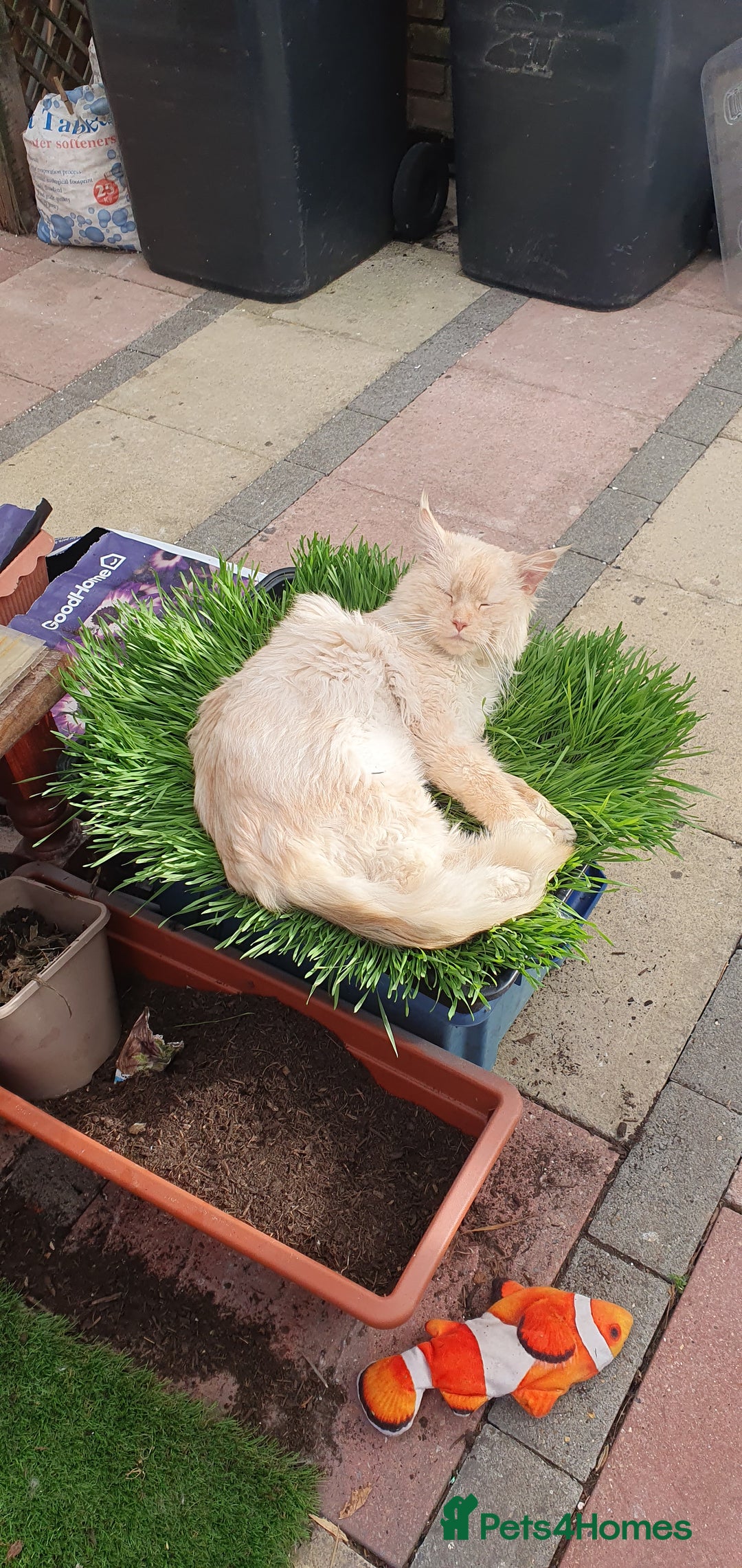 Maine Coon cats for sale: Beautifall Maine coon kittens - Advert 12