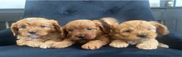 Cavapoo dogs for sale: Stunning F1 Cavapoo health tested parents  - Advert 19