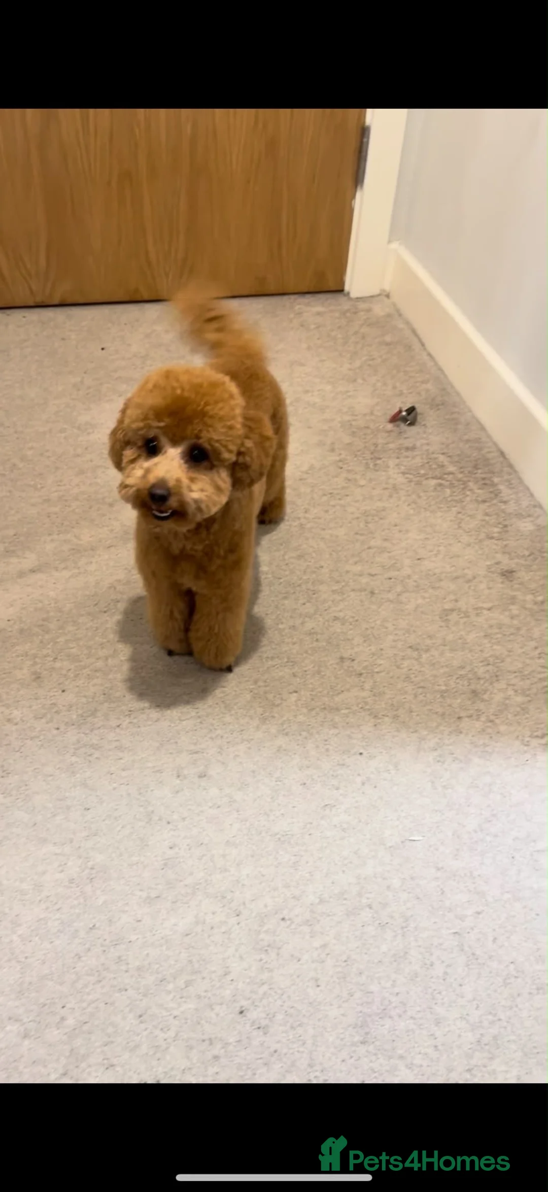Toy Poodle dogs for sale: Beautiful 10 month Toy Poodle looking for new Home - Advert 2