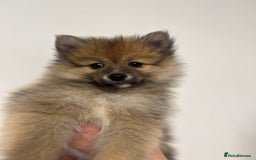 Pomeranian dogs for sale: LAST GIRL READY NOW Pomeranian puppies - Advert 13