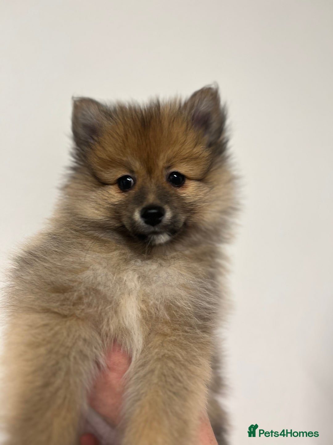 Pomeranian dogs for sale: LAST GIRL READY NOW Pomeranian puppies - Advert 13