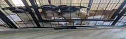 Mixed Breed dogs for sale: American bulldog x Belgian Malinois  - Advert 6