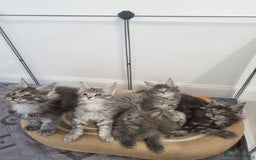 Maine Coon cats for sale: Purebred King Size Maine Coon kittens  - Image 2