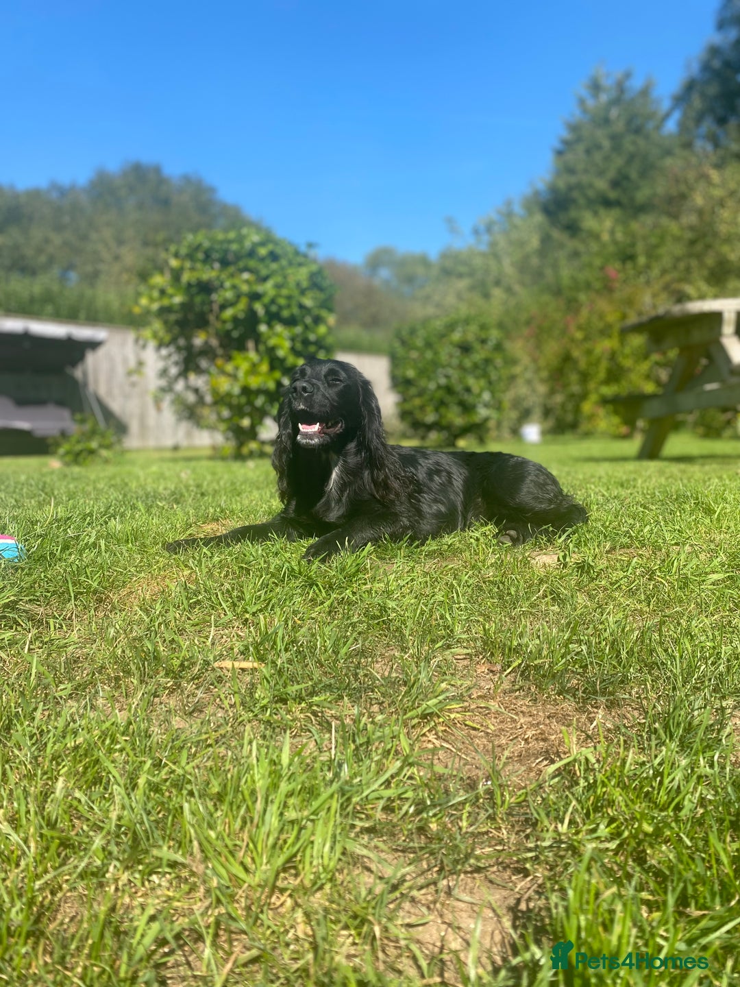 Cocker Spaniel dogs for sale: Cocker Spaniels For Sale - Image 5