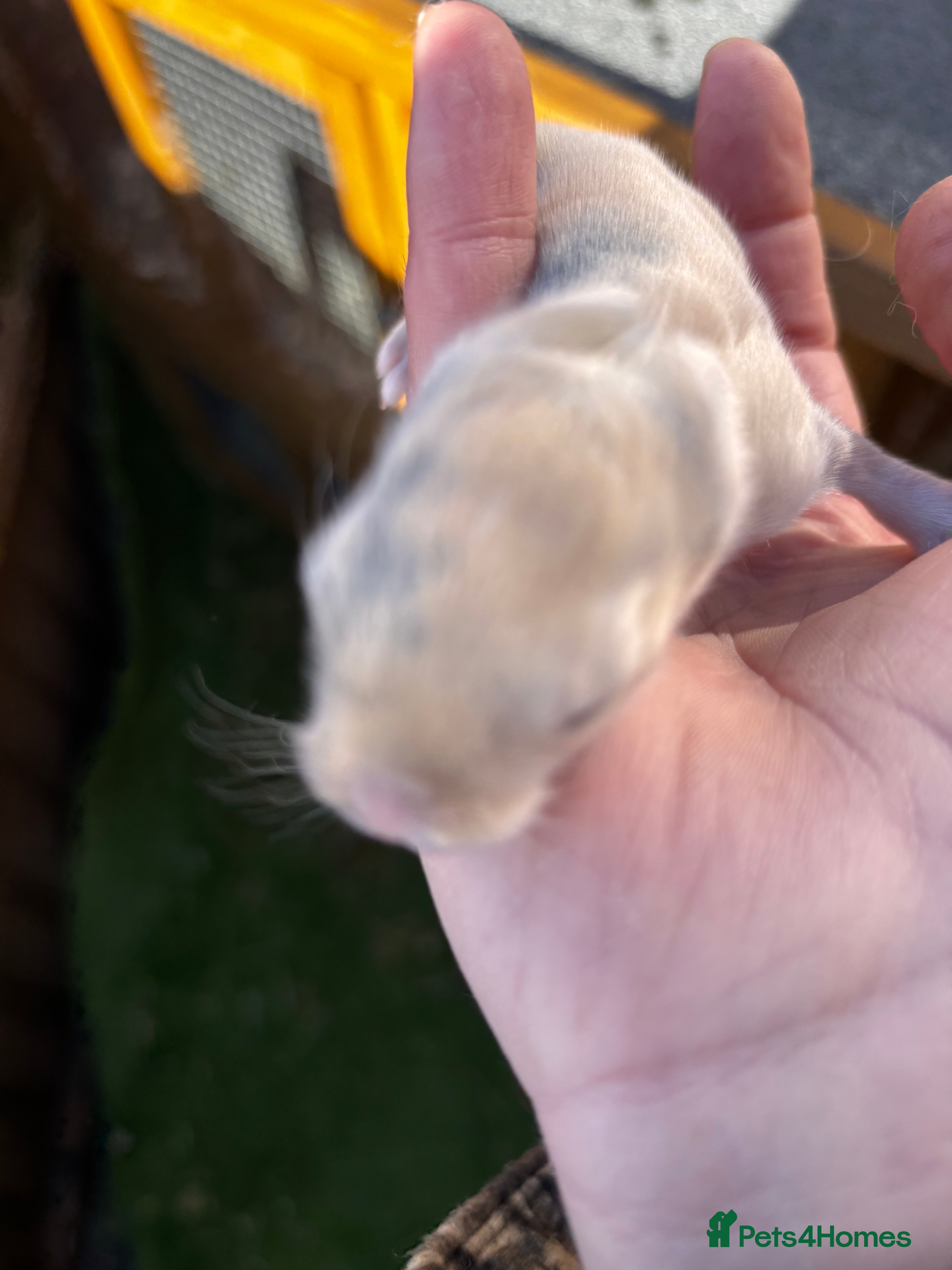 English Lop rabbits Beautiful rabbits  - Advert 6